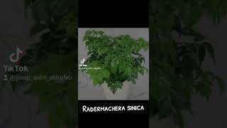 Radermachera sinica [upl. by Stempien]