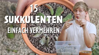 So vermehrst du 15 verschiedene Sukkulenten  Update nach 1 Monat 🌵 [upl. by Ishmul]