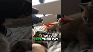 Jealous Dog Does Not Let Owner Pet Cat 🐕‍🦺😺 shorts dog dogs cat cats [upl. by Adelric142]