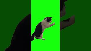 Boxing Cat  Green Screen [upl. by Hoffert]