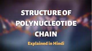 STRUCTURE OF POLYNUCLEOTIDE CHAIN  class 12 polynucleotide chain [upl. by Nelson76]