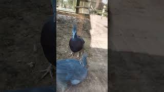 Crowned pigeon kingdomofawais pigeon shortsvideo [upl. by Adnwahsat]