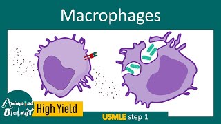 Macrophages and its role in immunity  Macrophage and inflammation [upl. by Sheilah634]