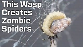 This Parasitic Wasp Creates Zombie Spiders [upl. by Ardaid]