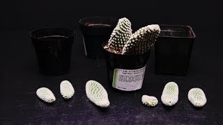 Planting Cacti  Opuntia microdasys albata  Angel Wings [upl. by Gibbs104]