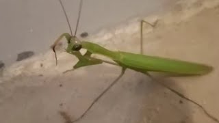 Large Size Praying Mentis European Mantis  Phasmids  Praying mantis [upl. by Khanna624]