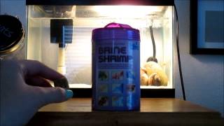 Hikari Brine Shrimp Review [upl. by Airtemed676]