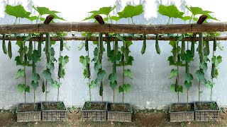 Growing Angled luffa for many fruits at home is unbelievable simple for beginners [upl. by Duff983]