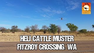 Helicopter cattle mustering  Fitzroy Crossing Western Australia [upl. by On]