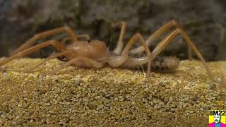 Skinny Camel Spider Solifugae Update Still Not Eating [upl. by Maroney435]