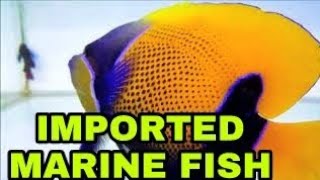 New Marine Fish Stock  UTEKAR FISHERIES [upl. by Obelia]