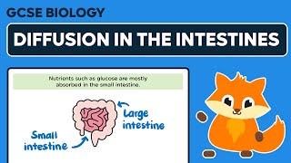 Exchange and Diffusion in the Intestines  GCSE Biology [upl. by Svensen]