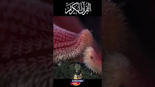 Sura Nisa Ayat 148 AlQuran Surah AlNisa With Urdu Translation shortvideo [upl. by Aneekas]