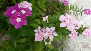 VINCAS PLANTAS DE SOL PLENO [upl. by Leinahtan]