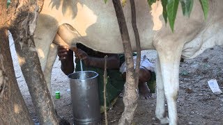 Cow Milking  Milking Cow 2017  Cow Kicks Man False milking [upl. by Novick841]