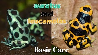 Dart Frog Care Series Part 2 Dendrobates leucomelas amp Dendrobates auratus [upl. by Ahsienauq]