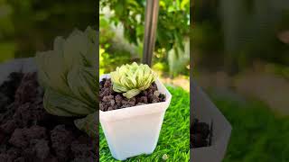 Haworthia cooperi Variegated plants bonsai garden aeonium gardening shorts [upl. by Nylikcaj]