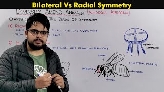 Bilateral and Radial Symmetry in Animals Classification On the Basis of Body plan [upl. by Chien]