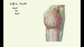 Skin amp Fascia Gluteal Region [upl. by Jefferey266]