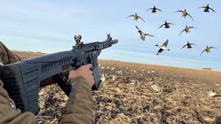 INSANE AR12 Shotgun Duck Hunting ALL DRAKE MIXED BAG [upl. by Kiele]