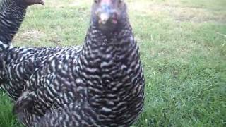 Dominique Pullet Chickens 3 12 months old [upl. by Madaras]