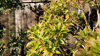 Pieris Japonica 7 Months After Cloud Pruning 4K  December 2023 [upl. by Uno]