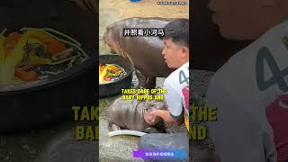 Are Hippos Just Big Bullies This Zookeeper Shows Their Sweet Side [upl. by Lepine]