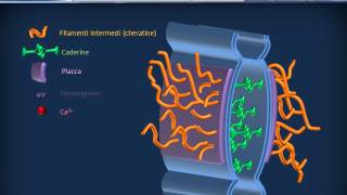 Membrana cellulare  Adesione [upl. by Abbey]