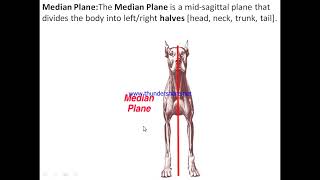 anatomical terminology [upl. by Arannahs]