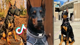 Dobermans are Badass and Cute  Tiktok Compilation [upl. by Asilat171]