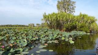 Yellow Waters Cruise Krokodilsafari Kakadu Nationalpark [upl. by Ydnat]