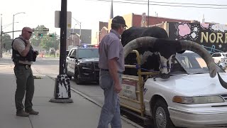 Police pullover driver with passenger of a fullsized Watusi bull named quotHowdy Doodyquot [upl. by Rednasyl498]