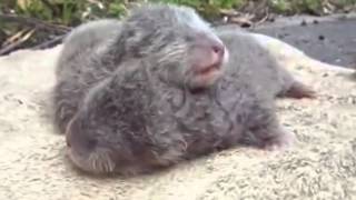 Baby otters Natures original squeaky toys [upl. by Ahserb]