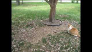 Cat and Squirrel became friends [upl. by Samot]