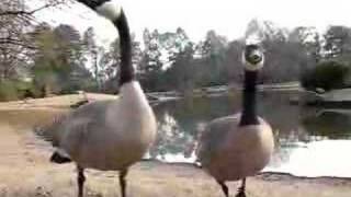 Talking Geese [upl. by Zia]