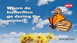 Where do butterflies go during the winter [upl. by Jary]