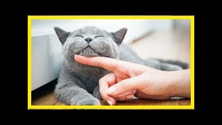 Perserkatze – Eine gemütliche Zeitgenossin [upl. by Anikal925]