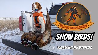 Snow Birds Pheasant Hunting North Dakota [upl. by Isyad]