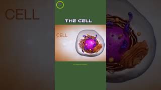 The Cell mediated 3D animation  Complete composition of cell  Cell Membrane to DNA 🧬 [upl. by Scrivings991]