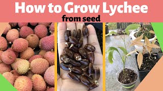 How to Grow Lychee from Seed [upl. by Len]