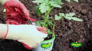 How to Plant Tomatoes [upl. by Raseda]