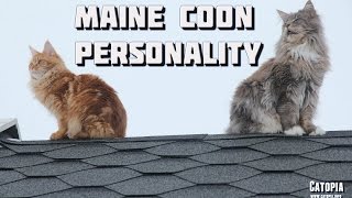 Maine Coon Compilation  Maine Coons showing the amazing Maine Coon personality [upl. by Josi899]