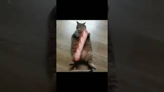 baguette cat meme anime version anime cat catmemes [upl. by Karr]