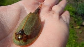 Huge Triops mauritanicus Morocco [upl. by Neyrb]