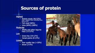 Goat Nutrition [upl. by Alhsa]