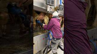 🐄✨ Big Cows amp Farm Girls ✂️ Milking amp Tail Trimming Up Close [upl. by Anael]