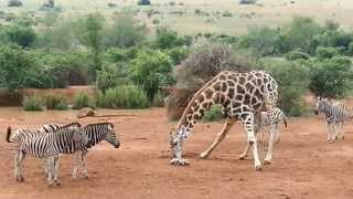 Giraffe and Zebra Play Fight [upl. by Constantine518]