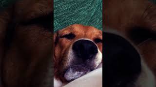 Beagle morto 💤😂 [upl. by Lasorella460]