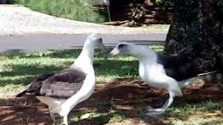 Laysan Albatross Courtship Dance 2 [upl. by Rossen]