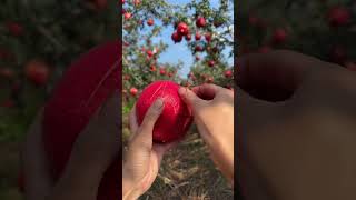 Pomegranate Cutting Made Easy shorts shortsvideo fruitcutting [upl. by Thekla]